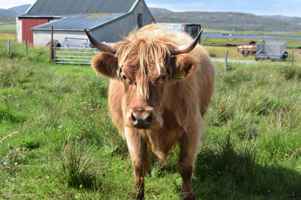 Highland cow