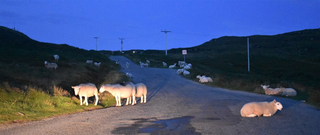 Sheep in road