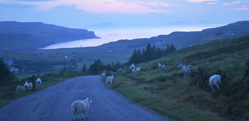 Sheep in road
